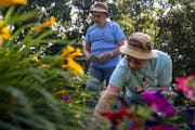 Janice, left, and Janet Robidoux trimmed flowers and pulled weeds from their garden.