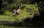 An endangered Mouflon sheep runs in the forest near abandoned village of Varisia, inside the U.N controlled buffer zone that divide the Greek, south, 