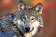 In October, federal wildlife officials announced the removal of the wolf’s endangered species protections.