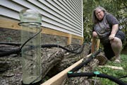 Dawn Gaetke grows mushrooms on prepared oak logs in a shady spot outside her house in Inver Grove Heights.