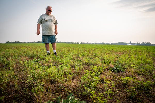 Steve Anderson, a farmer near Foley, on Friday looked over his alfalfa crop, which he said should be up to his knees at this point in the season. It b