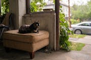 Fish, a 13 year-old cat belonging to Zach Randolph, sits on the porch of Zach’s home in the Wedge neighborhood.
