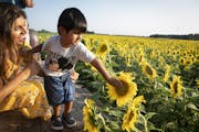 Viaan Bhati touched a sunflower while visiting the Green Barn Garden Center Sunflower Field with his family including his mom Sheetal Bhati, of Lino L