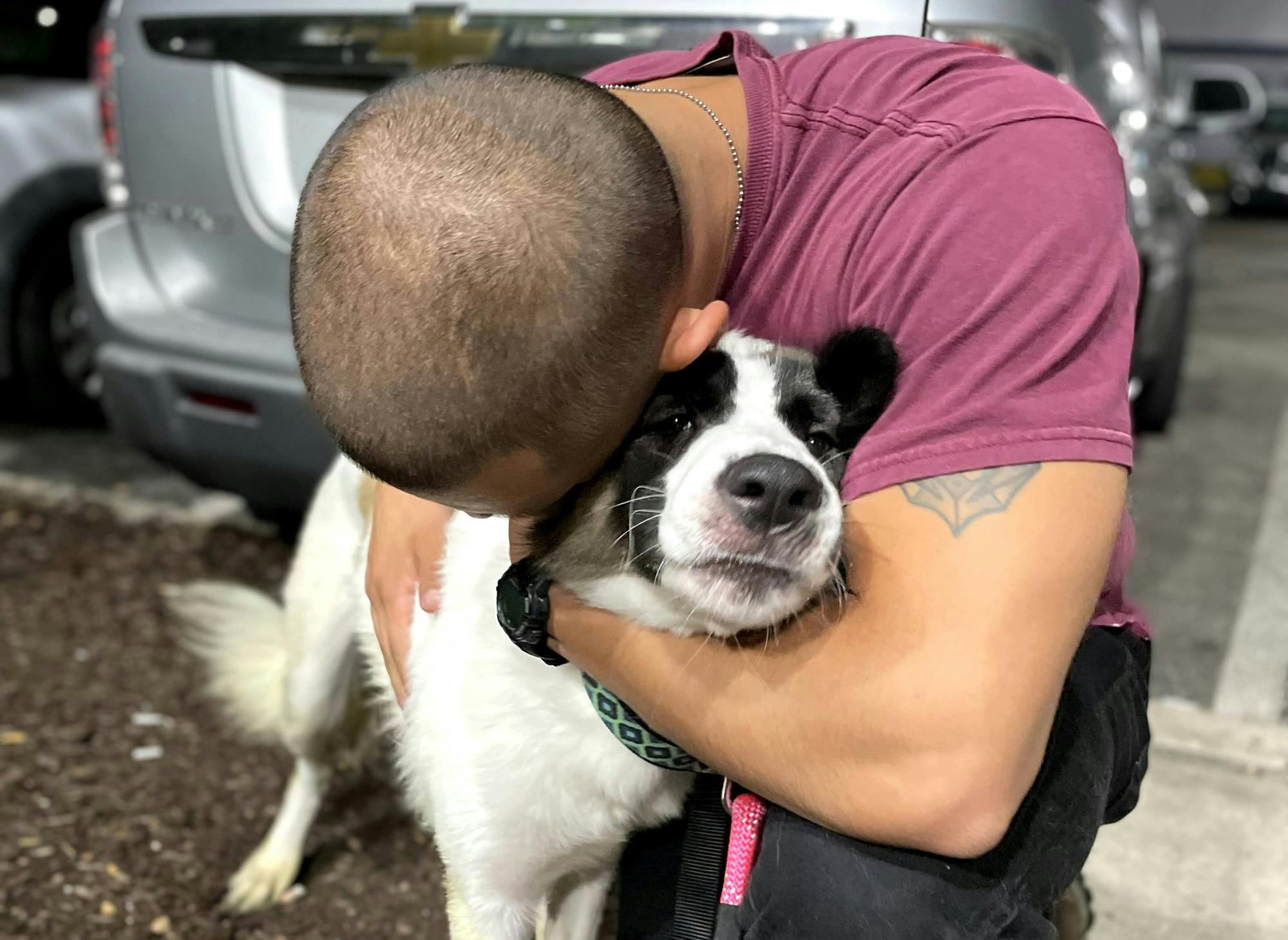 A Minneapolis animal rescue helped save dogs from the chaotic streets of  Afghanistan