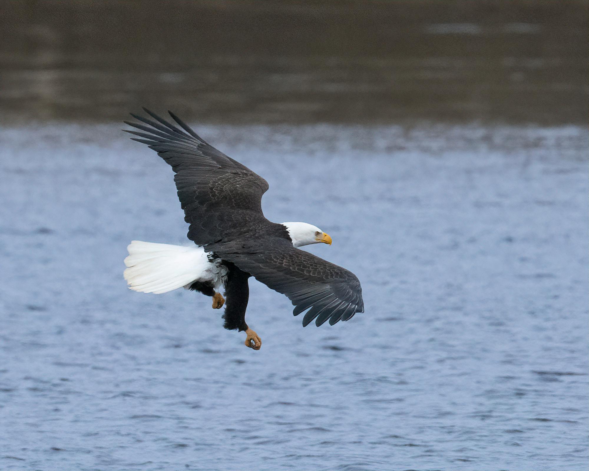 An eagle brakes, after spotting a fish in the water.