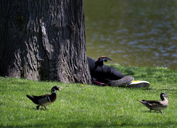 A pair of wood ducks in Loring Park in 2016. This August, ducks suspected of dying from avian botulism were collected from the park’s pond.