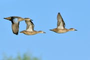 Teal in flight appear small. This early in fall they won’t be as colorfully plumed as they will be later in the season.