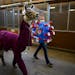 Dressed as the COVID-19 virus, Arabelle Rohs, of Sherburne County, walked with her llama, “Sherlock,” dressed as a doctor, before the start of the