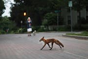 A fox crosses a Minneapolis street, in front of a woman on a walk with her dog Wednesday, June 27, 2018, in Minneapolis, MN.]

DAVID JOLES • david