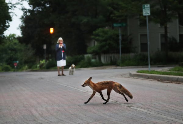 A fox crosses a Minneapolis street, in front of a woman on a walk with her dog Wednesday, June 27, 2018, in Minneapolis, MN.]

DAVID JOLES • david