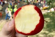 Minnesota-grown First Kiss apple. 