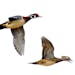 Wood ducks are among migrant birds to look for this fall.