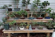A before shot of a collection of a St. Paul bonsai tree hobbyist.