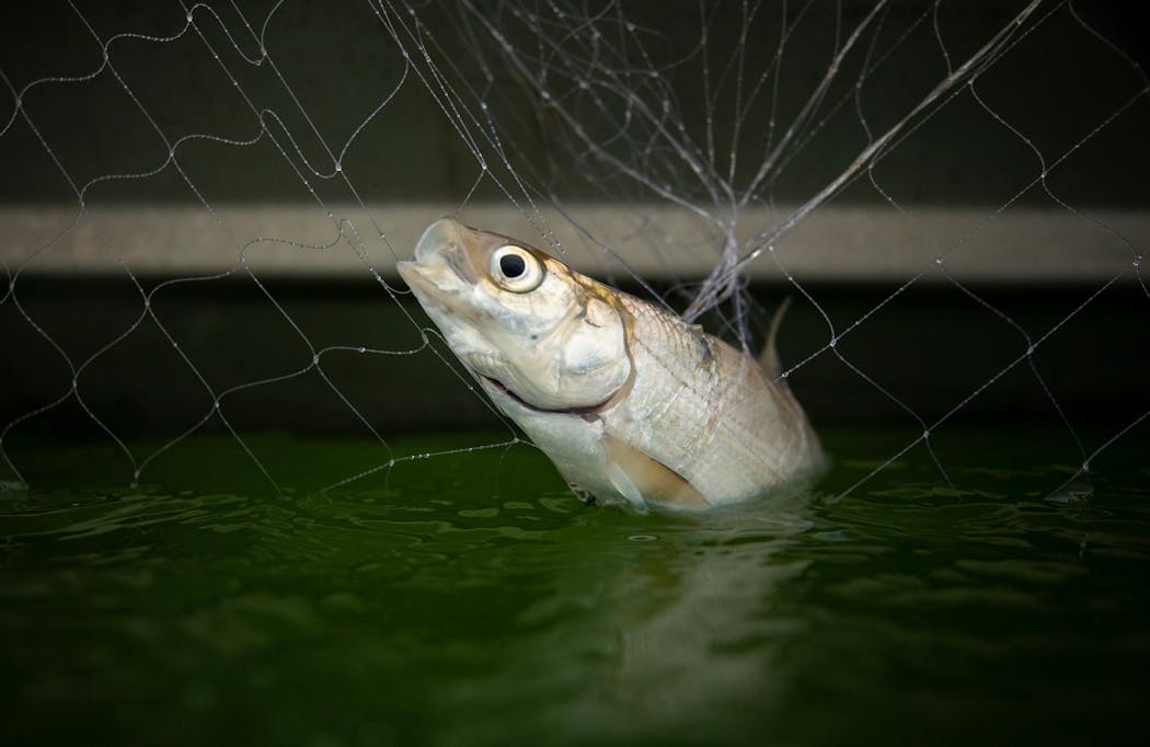 A cisco was caught in a net set by biologists.