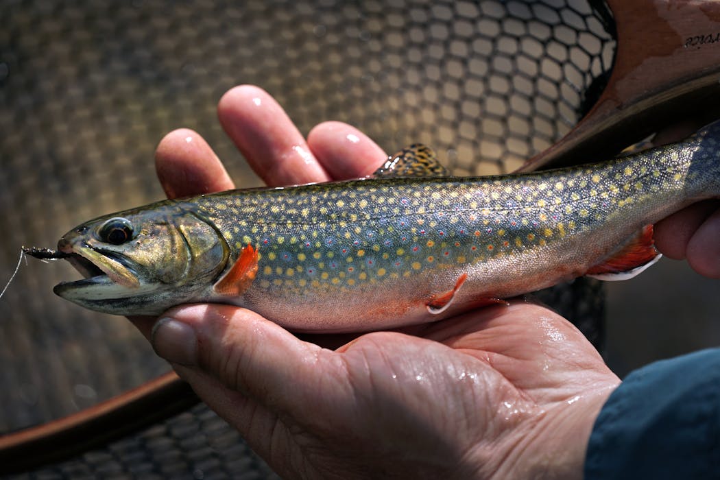 A brook trout caught while fishing a restored stretch of Trout Brook in Miesville Ravine Park.