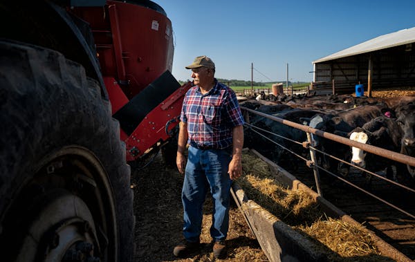 Tom Pyfferoen has around 200 head of cattle on his Pine Island, Minn., farm.