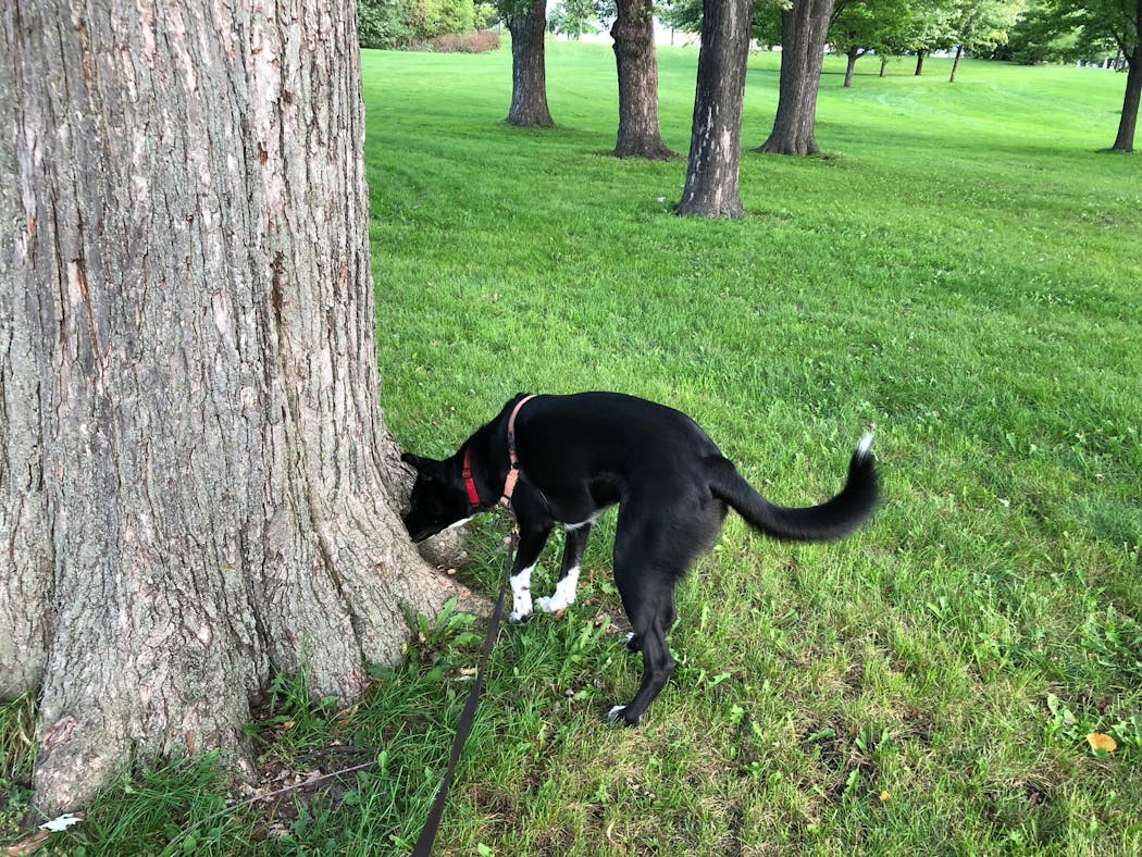 Since starting nose work, Angus spends more time on the walks sniffing than he does scanning the horizon for squirrels.