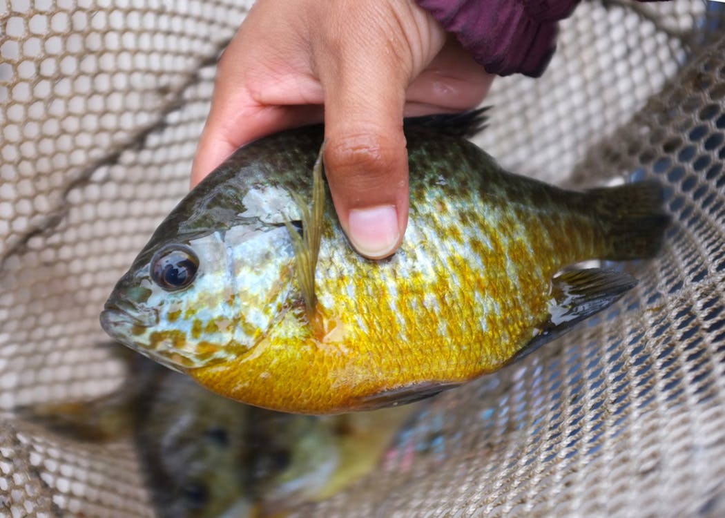 Sunfish, bluegills and crappies — collectively known as panfish — are the most sought-after finned species in Minnesota.