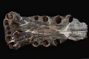 A fossil of the jaw of a crocodile that lived on the Iron Range 90 million to 100 million years ago.