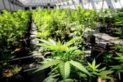Young cannabis plants grow in the Otsego facility run by Vireo Health, one of two companies the state allows to grow and refine medical marijuana. The