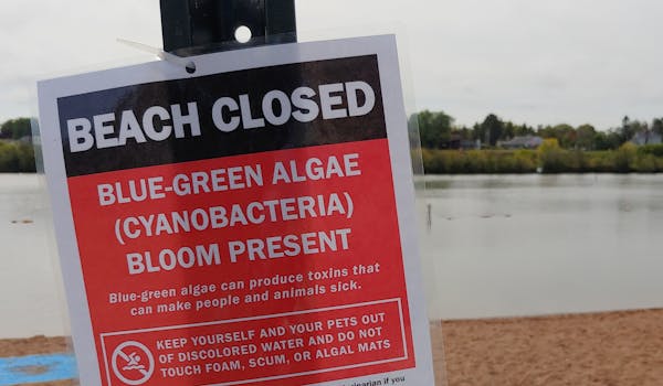Barker’s Island beach in Superior, Wis., was closed last week due to a potentially toxic algae bloom in a warmer Lake Superior.