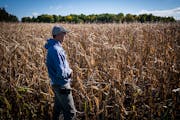 Dave Marquardt surveyed a drought-starved cornfield he hopes to harvest in the coming days on his family farm in Waverly, Minn.