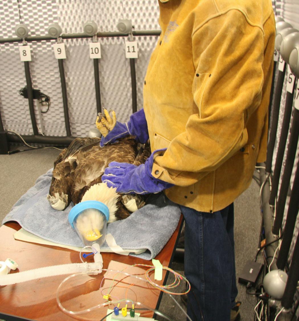 An anesthetized bald eagle is checked for its brainstem response to different sounds. The birds were placed in special, electrically shielded, acoustic foam-lined booths and played recordings from various sounds at different frequencies.