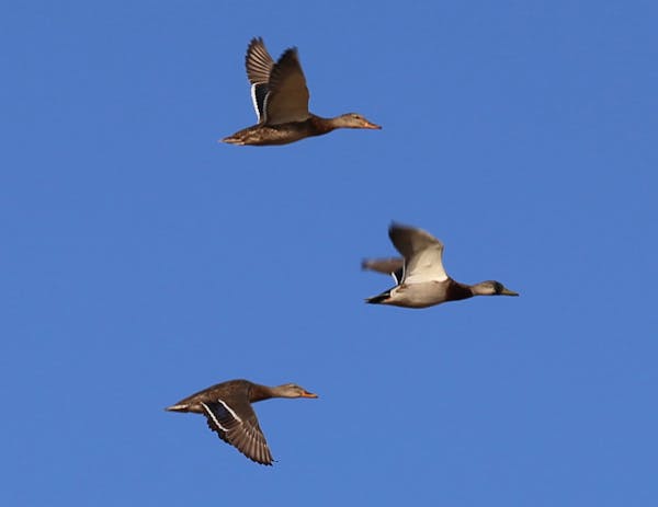 Ducks seen on the opening weekend for non-resident North Dakota hunters included drake mallards, like these, as well as pintails, gadwall and wigeon.