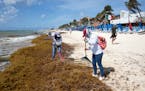 Workers removed sargassum seaweed at a beach in Playa del Carmen, Quintana Roo state, Mexico, this summer. Sargassum—a brown seaweed that lives in t