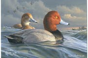 Chaska’s Jim Hautman won this year’s competition for the 2022-2023 Federal Duck Stamp with this acrylic painting of a pair of redheads afloat in h