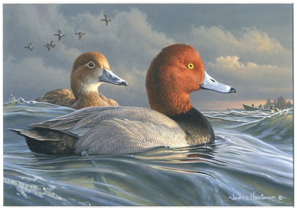 Chaska’s Jim Hautman won this year’s competition for the 2022-2023 Federal Duck Stamp with this acrylic painting of a pair of redheads afloat in h