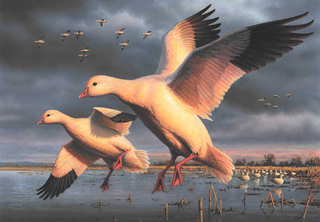 Bob Hautman finished in second place this year with this acrylic painting of Ross’s geese preparing to land.