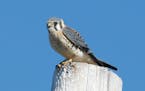 Find kestrels along roads by watching the tops of poles, perfect places for the bird to watch for insect or small mammal prey.