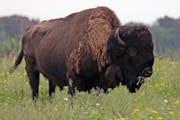 Belwin Conservancy, home to a herd of bison, is celebrating its 50th year and its partnership with St. Paul schools. Bruce Bisping/Star Tribune • bb