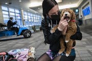 At Minneapolis-St. Paul International Airport, puppy nanny Hope Lyberg held a mini-goldendoodle before she flew with it across the country to a new ow