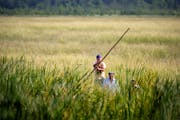 Minnesota’s early hunting season for teal, now in its third year, overlaps with the state’s early September harvest of wild rice.