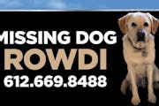 Rowdi, gone 8 months on the North Shore, is seen now only on a billboard outside Grand Marais.