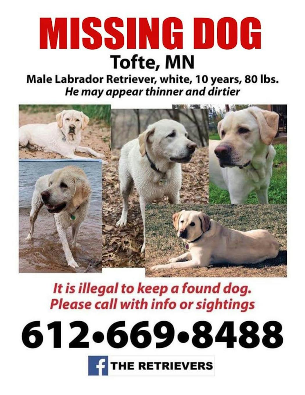 Rowdi, a yellow Labrador retriever, went missing on the North Shore in February. His Minneapolis family is still searching for hi.