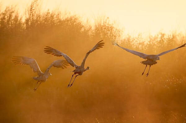 Sandhill cranes left their roost Sept. 18 at Crex Meadows Wildlife Area in Grantsburg, Wis., a regular stopover on their migration south.