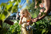 Jennifer Larson’s daughter Lillian, 2, ate a tomato in the Perspectives’ Supportive Housing vegetable garden in St. Louis Park, Minn., on Wednesda