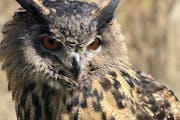 Gladys, a Eurasian eagle owl, escaped from the Minnesota Zoo on Oct. 1.