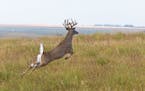 An active fall always includes whitetails