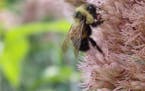 A rusty patched bumblebee on Joe Pye weed. Pictures are from Susan Damon’s pollinator friendly bee garden in St. Paul, Minn., all photographed throu