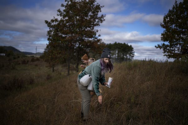 Kayla Sharboneau, front, and Kiara Fitzpatrick picked seeds as part of the nesting ground restoration effort.