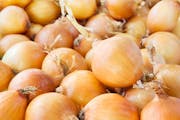 File photo. A Salmonella outbreak likely caused by contaminated onions has sickened people in multiple states. (Dreamstime)