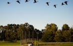 Geese flew in formation over a golfer at Hiawatha Golf Course.