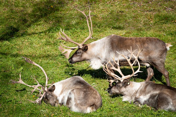 A group of caribou, also known as reindeer, graze in their enclosure Tuesday at the Minnesota Zoo in Apple Valley, Minn. GLEN STUBBE • glen.stubbe@s