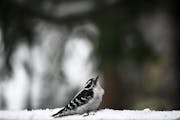 In this photo from 2019, a downy woodpecker was perched in the snow while taking a break from feeding in Robbinsdale.