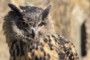 Eurasian eagle owl Gladys died after escaping from the Minnesota Zoo.