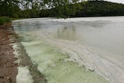Algae blooms on the swimming beach at South Lida Lake in Maplewood State Park in Otter Tail County.
